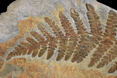 Fougère fossile - détail